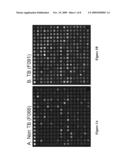Compositions And Methods For Immunodominant Antigens of Mycobacterium Tuberculosis diagram and image