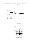 RECOMBINANT CHIMERIC ANTIGENS FOR DIAGNOSIS AND PREVENTION OF SCRUB TYPHUS diagram and image