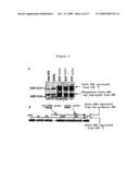 PHARMACEUTICAL COMPOSITION FOR THE DIAGNOSIS, PREVENTION OR TREATMENT OF A TUMORAL PATHOLOGY COMPRISING AN AGENT MODULATING THE POLYMERIZATION STATE OF ACTIN diagram and image