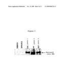 PHARMACEUTICAL COMPOSITION FOR THE DIAGNOSIS, PREVENTION OR TREATMENT OF A TUMORAL PATHOLOGY COMPRISING AN AGENT MODULATING THE POLYMERIZATION STATE OF ACTIN diagram and image