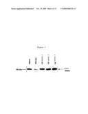 PHARMACEUTICAL COMPOSITION FOR THE DIAGNOSIS, PREVENTION OR TREATMENT OF A TUMORAL PATHOLOGY COMPRISING AN AGENT MODULATING THE POLYMERIZATION STATE OF ACTIN diagram and image