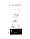 PHARMACEUTICAL COMPOSITION FOR THE DIAGNOSIS, PREVENTION OR TREATMENT OF A TUMORAL PATHOLOGY COMPRISING AN AGENT MODULATING THE POLYMERIZATION STATE OF ACTIN diagram and image