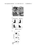 USE OF THE LONG PENTRAXIN PTX3 FOR THE PREVENTION OR TREATMENT OF VIRAL DISEASES diagram and image