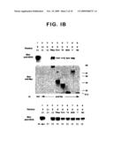 ERBB INTERFACE PEPTIDOMIMETICS AND METHODS OF USE THEREOF diagram and image