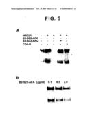 ERBB INTERFACE PEPTIDOMIMETICS AND METHODS OF USE THEREOF diagram and image