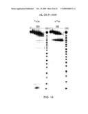 LIGAND-CONJUGATED MONOMERS diagram and image