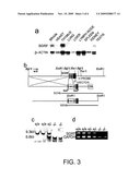 SGRF GENE-MODIFIED MOUSE diagram and image