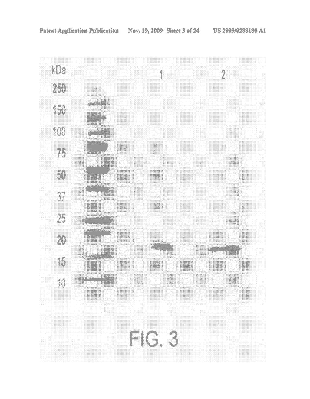 NOVEL PROTEIN AND PRODUCTION PROCESS AND USE THEREOF - diagram, schematic, and image 04