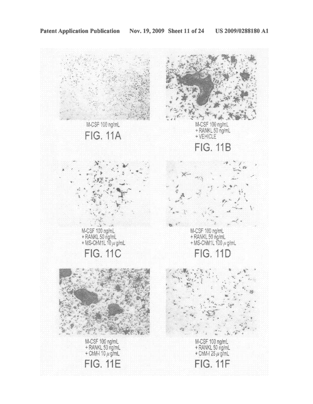 NOVEL PROTEIN AND PRODUCTION PROCESS AND USE THEREOF - diagram, schematic, and image 12