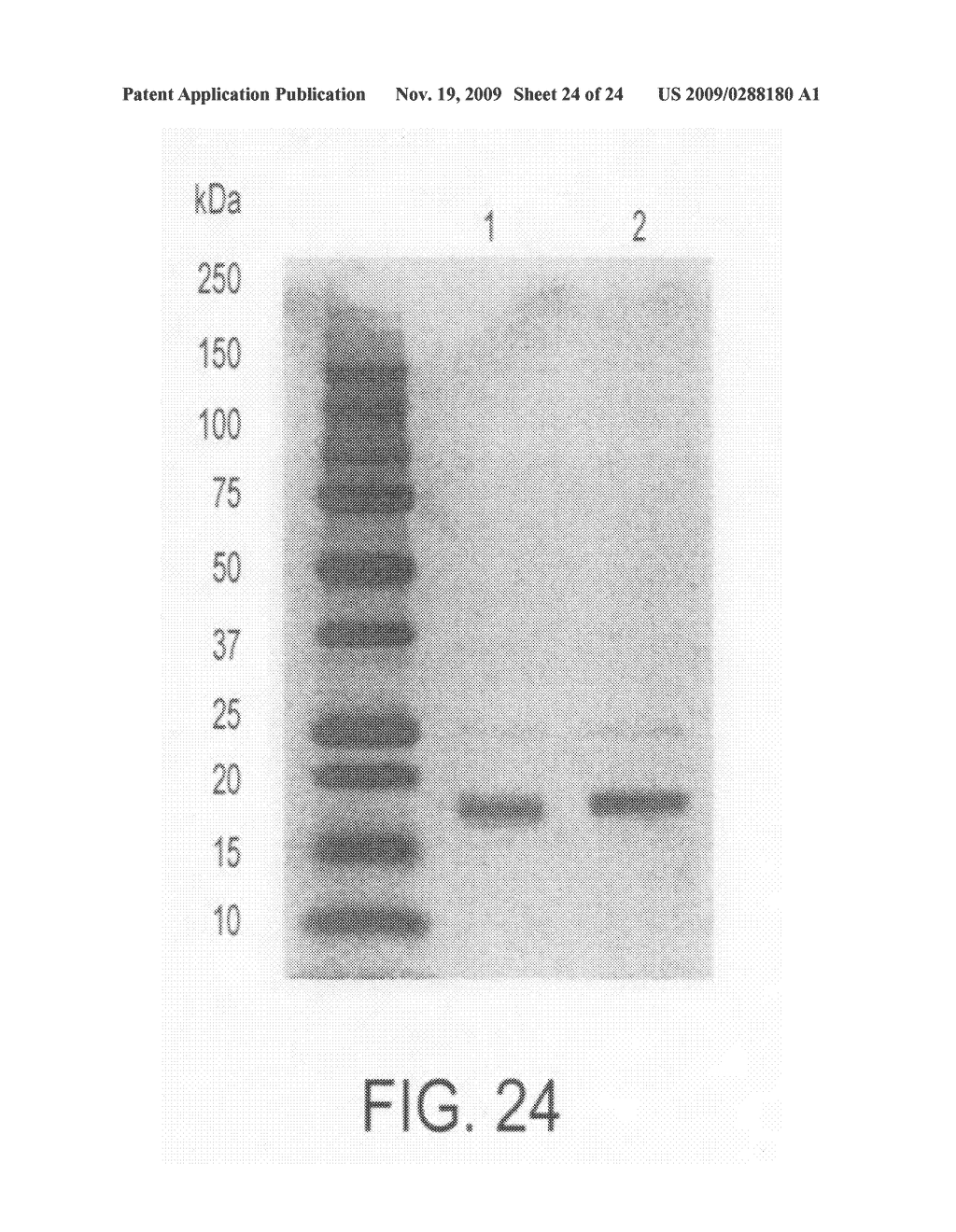 NOVEL PROTEIN AND PRODUCTION PROCESS AND USE THEREOF - diagram, schematic, and image 25