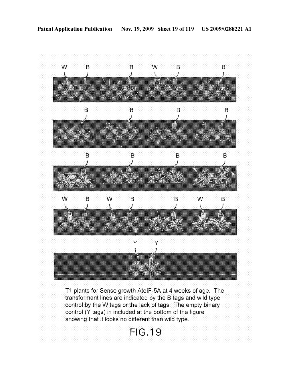 Polynucleotides Encoding Canola DHS and Antisense Polynucleotides Thereof - diagram, schematic, and image 20