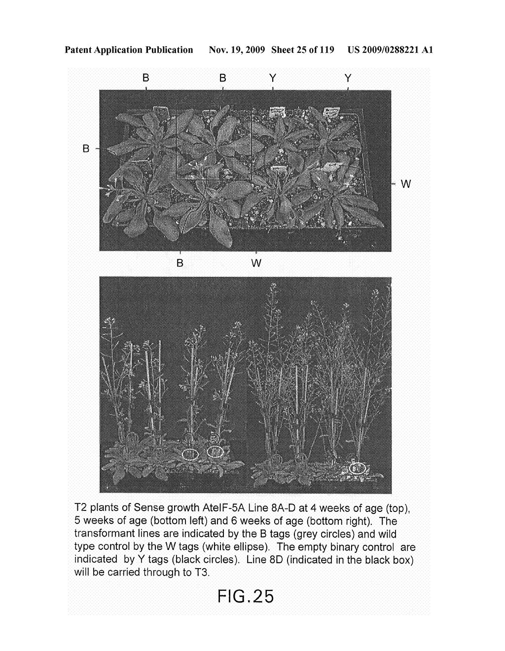 Polynucleotides Encoding Canola DHS and Antisense Polynucleotides Thereof - diagram, schematic, and image 26