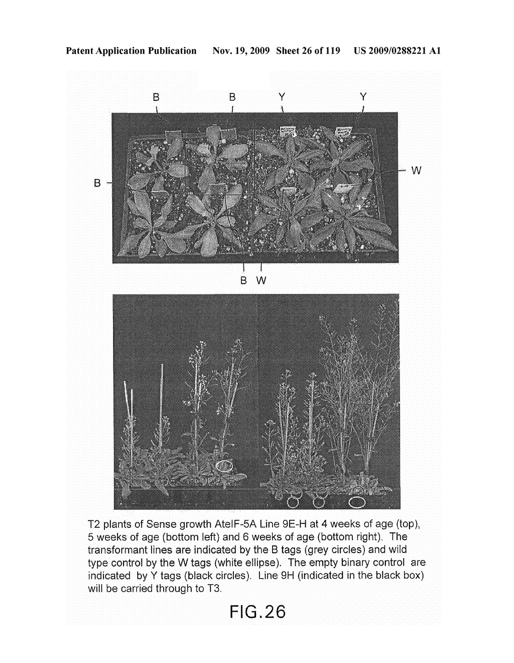 Polynucleotides Encoding Canola DHS and Antisense Polynucleotides Thereof - diagram, schematic, and image 27