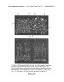 Polynucleotides Encoding Canola DHS and Antisense Polynucleotides Thereof diagram and image