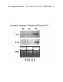 Polynucleotides Encoding Canola DHS and Antisense Polynucleotides Thereof diagram and image