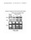 Polynucleotides Encoding Canola DHS and Antisense Polynucleotides Thereof diagram and image