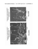 Polynucleotides Encoding Canola DHS and Antisense Polynucleotides Thereof diagram and image