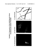 PROMOTER SEQUENCE OBTAINED FROM RICE AND METHODS OF USE diagram and image