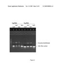 Method for manipulating growth, yield, and architecture in plants diagram and image