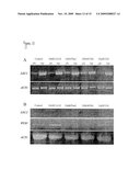 Improvements in or Relating to Starch Storage in Plants diagram and image