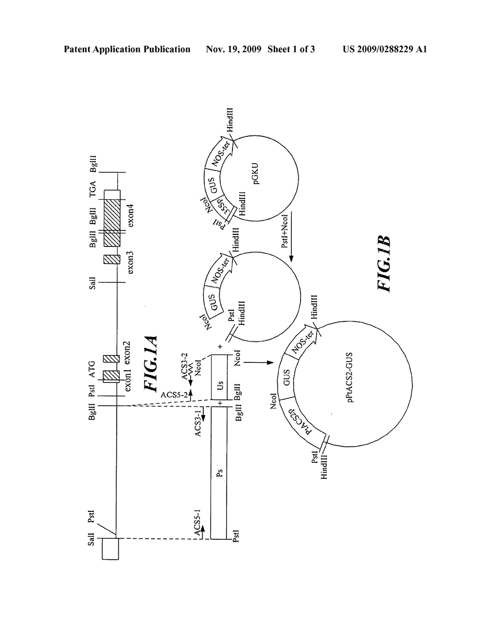 Flower Tissue-Specific Promoter and Uses Thereof - diagram, schematic, and image 02