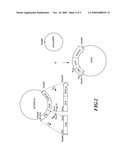 Flower Tissue-Specific Promoter and Uses Thereof diagram and image