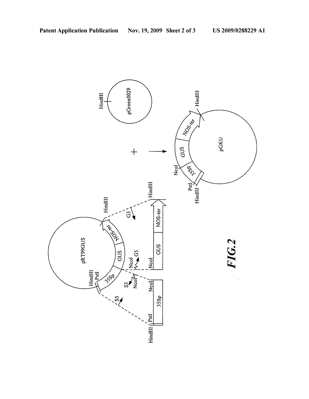 Flower Tissue-Specific Promoter and Uses Thereof - diagram, schematic, and image 03