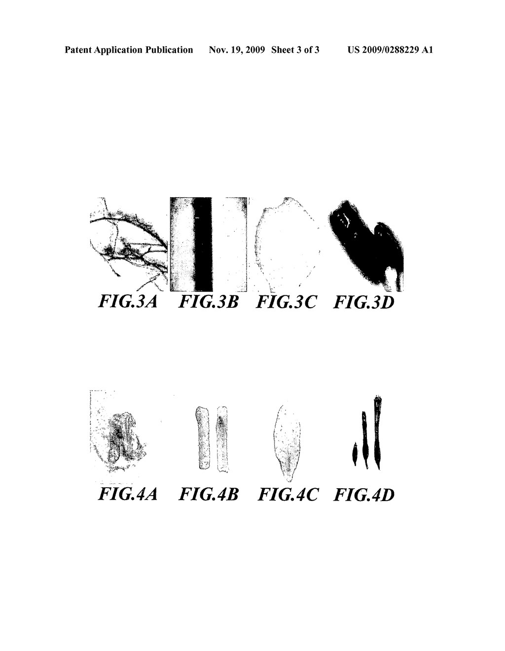 Flower Tissue-Specific Promoter and Uses Thereof - diagram, schematic, and image 04