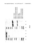 THERAPEUTIC COMBINATIONS OF ANTI-IGF-1R ANTIBODIES AND OTHER COMPOUNDS diagram and image