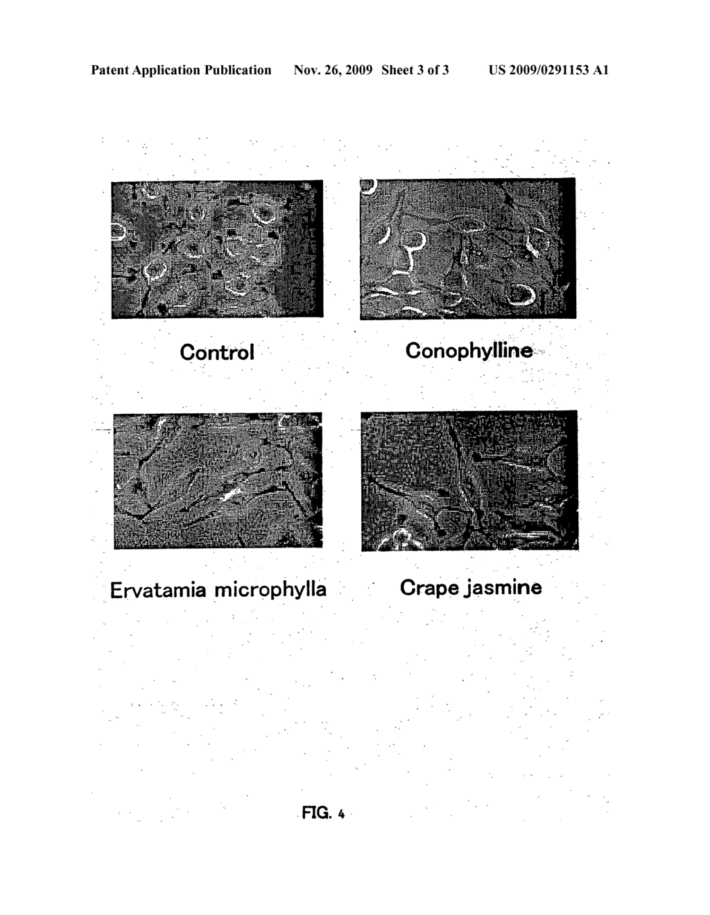 Health food, Method for producing the same and dried Product and Extract - diagram, schematic, and image 04