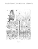 Cereals with Altered Dormancy diagram and image