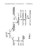 AMINOSUGAR, GLYCOSAMINOGLYCAN, AND S-ADENOSYLMETHIONINE COMPOSITION FOR THE TREATMENT AND REPAIR OF CONNECTIVE TISSUE diagram and image