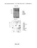 NUCLEOTIDE AND AMINO ACID SEQUENCES RELATING TO RESPIRATORY DISEASES AND OBESITY diagram and image