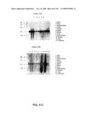 NUCLEOTIDE AND AMINO ACID SEQUENCES RELATING TO RESPIRATORY DISEASES AND OBESITY diagram and image