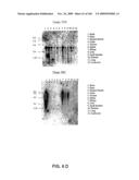 NUCLEOTIDE AND AMINO ACID SEQUENCES RELATING TO RESPIRATORY DISEASES AND OBESITY diagram and image