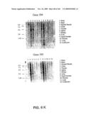 NUCLEOTIDE AND AMINO ACID SEQUENCES RELATING TO RESPIRATORY DISEASES AND OBESITY diagram and image