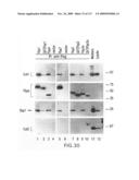 Methods to identify compounds useful for the treatment of proliferative and differentiative disorders diagram and image