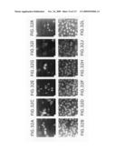 Methods to identify compounds useful for the treatment of proliferative and differentiative disorders diagram and image