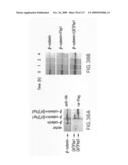 Methods to identify compounds useful for the treatment of proliferative and differentiative disorders diagram and image