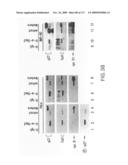 Methods to identify compounds useful for the treatment of proliferative and differentiative disorders diagram and image