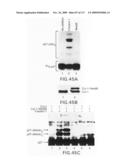 Methods to identify compounds useful for the treatment of proliferative and differentiative disorders diagram and image