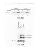 Methods to identify compounds useful for the treatment of proliferative and differentiative disorders diagram and image