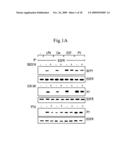 Inhibition of TACE or amphiregulin for the Modulation of EGF Receptor Signal Transactivation diagram and image