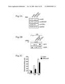 Inhibition of TACE or amphiregulin for the Modulation of EGF Receptor Signal Transactivation diagram and image