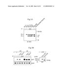 Inhibition of TACE or amphiregulin for the Modulation of EGF Receptor Signal Transactivation diagram and image