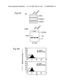 Inhibition of TACE or amphiregulin for the Modulation of EGF Receptor Signal Transactivation diagram and image