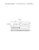 Inhibition of TACE or amphiregulin for the Modulation of EGF Receptor Signal Transactivation diagram and image