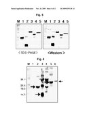 ANIMAL MODELS CARRYING TUMORS EXPRESSING HUMAN PROSTATE CANCER-SPECIFIC ANTIGEN AND METHOD FOR ANALYZING PREVENTION AND TREATMENT EFFICACY OF DENDRITIC CELLS-DERIVED IMMUNOTHERAPEUTICS diagram and image