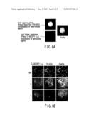 BONE MARROW-DIRECTING DRUG DELIVERY MATERIALS AND THEIR APPLICATIONS diagram and image