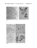 NANOPARTICLES, METHODS OF MAKING SAME AND CELL LABELING USING SAME diagram and image